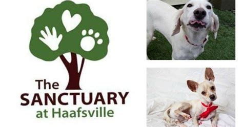 Sanctuary at haafsville - The Sanctuary at Haafsville is a nonprofit organization that helps homeless dogs and cats find their forever families. See photos, contact information and adoption process of the …
